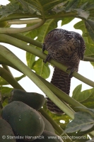 Koel vraní - Eudynamys scolopaceus - Asian Koel