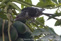 Koel vraní - Eudynamys scolopaceus - Asian Koel