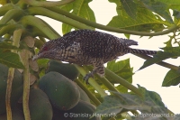 Koel vraní - Eudynamys scolopaceus - Asian Koel