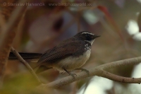Vejárnik perlavoprsý - Rhipidura (albicollis) albogularis - White-spotted Fantail