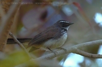 Vejárnik perlavoprsý - Rhipidura (albicollis) albogularis - White-spotted Fantail