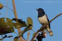 Šáma stračia - Copsychus saularis - Oriental Magpie Robin