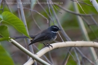 Vejárnik perlavoprsý - Rhipidura (albicollis) albogularis - White-spotted Fantail