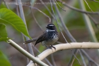 Vejárnik perlavoprsý - Rhipidura (albicollis) albogularis - White-spotted Fantail