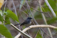 Vejárnik perlavoprsý - Rhipidura (albicollis) albogularis - White-spotted Fantail