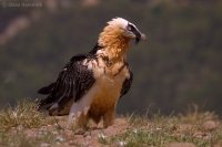 Bradáň žltohlavý - Gypaetus barbatus - Lammergeier 