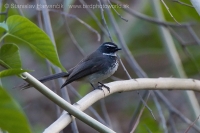 Vejárnik perlavoprsý - Rhipidura (albicollis) albogularis - White-spotted Fantail