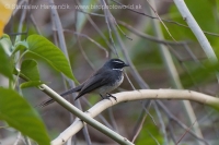Vejárnik perlavoprsý - Rhipidura (albicollis) albogularis - White-spotted Fantail