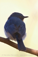 Niltava hnedoprsá - Cyornis tickelliae - Tickell´s Blue Flycatcher
