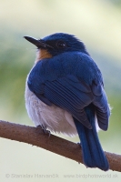 Niltava hnedoprsá - Cyornis tickelliae - Tickell´s Blue Flycatcher