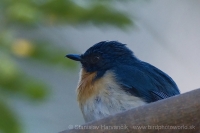 Niltava hnedoprsá - Cyornis tickelliae - Tickell´s Blue Flycatcher