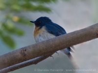 Niltava hnedoprsá - Cyornis tickelliae - Tickell´s Blue Flycatcher