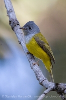 Žltuška sivohlavá - Culicicapa ceylonensis - Grey-headed Canary Flycatcher