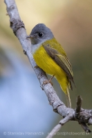 Žltuška sivohlavá - Culicicapa ceylonensis - Grey-headed Canary Flycatcher