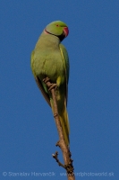 Alexander malý - Psittacula krameri - Rose-ringed Parakeet