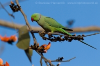 Alexander malý - Psittacula krameri - Rose-ringed Parakeet