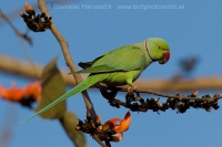 Alexander malý - Psittacula krameri - Rose-ringed Parakeet