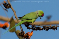 Alexander malý - Psittacula krameri - Rose-ringed Parakeet