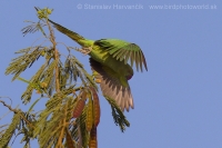 Alexander malý - Psittacula krameri - Rose-ringed Parakeet
