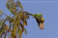 Alexander malý - Psittacula krameri - Rose-ringed Parakeet