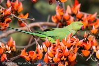 Alexander malý - Psittacula krameri - Rose-ringed Parakeet