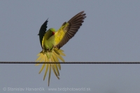 Alexander malý - Psittacula krameri - Rose-ringed Parakeet