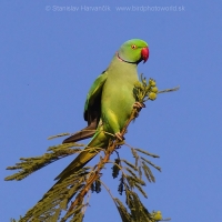 Alexander malý - Psittacula krameri - Rose-ringed Parakeet