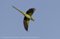 Alexander malý - Psittacula krameri - Rose-ringed Parakeet