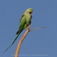 Alexander malý - Psittacula krameri - Rose-ringed Parakeet