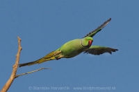 Alexander malý - Psittacula krameri - Rose-ringed Parakeet