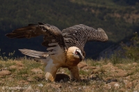 Bradáň žltohlavý - Gypaetus barbatus - Lammergeier 