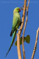 Alexander malý - Psittacula krameri - Rose-ringed Parakeet