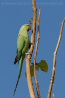 Alexander malý - Psittacula krameri - Rose-ringed Parakeet