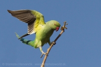 Alexander malý - Psittacula krameri - Rose-ringed Parakeet