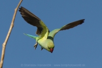 Alexander malý - Psittacula krameri - Rose-ringed Parakeet