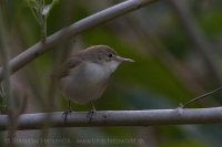Sedmohlások svetlobruchý - Iduna rama - Sykes´s Warbler