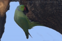 Alexander malý - Psittacula krameri - Rose-ringed Parakeet