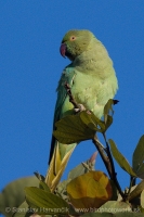 Alexander malý - Psittacula krameri - Rose-ringed Parakeet