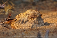 Lelek kotvičkový - Caprimulgus mahrattensis - Sykes´s Nightjar