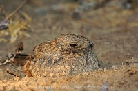 Lelek kotvičkový - Caprimulgus mahrattensis - Sykes´s Nightjar