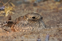 Lelek kotvičkový - Caprimulgus mahrattensis - Sykes´s Nightjar