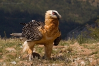 Bradáň žltohlavý - Gypaetus barbatus - Lammergeier 