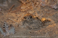 Lelek kotvičkový - Caprimulgus mahrattensis - Sykes´s Nightjar