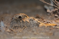 Lelek kotvičkový - Caprimulgus mahrattensis - Sykes´s Nightjar