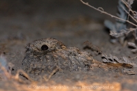 Lelek kotvičkový - Caprimulgus mahrattensis - Sykes´s Nightjar