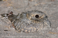 Lelek kotvičkový - Caprimulgus mahrattensis - Sykes´s Nightjar