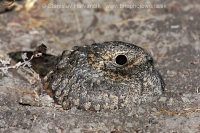 Lelek kotvičkový - Caprimulgus mahrattensis - Sykes´s Nightjar