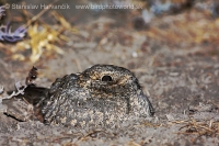 Lelek kotvičkový - Caprimulgus mahrattensis - Sykes´s Nightjar