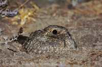 Lelek kotvičkový - Caprimulgus mahrattensis - Sykes´s Nightjar