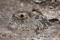 Lelek kotvičkový - Caprimulgus mahrattensis - Sykes´s Nightjar